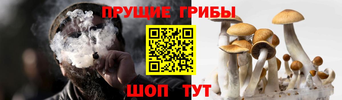 Псилоцибиновые грибы Cubensis Карасук